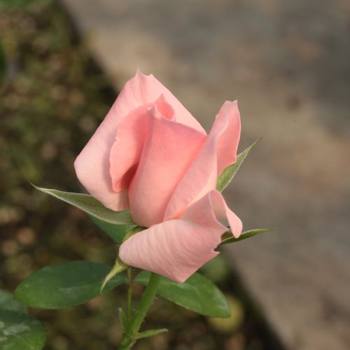 Rosa  Régen - różowy  - róże rabatowe floribunda